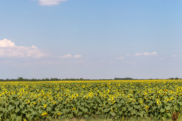 Landscape sunflower field, Bulgaria