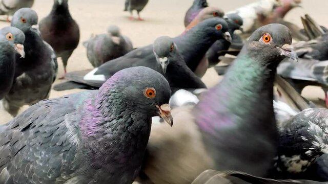 closeup of flock of pigeons walks on the asphalt