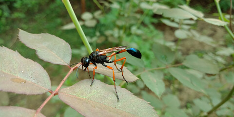 Insect on garden.