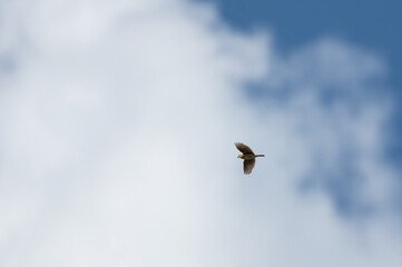 大空を羽ばたく鳥　ヒバリ