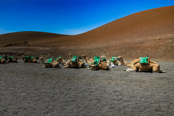 Dromedarios Lanzarote