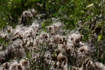 Close up of seeds of a creeping thistle, also called Cirsium arvense or Acker Kratzdistel