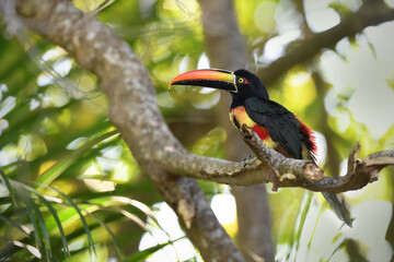 Fiery-billed aracari perches on branch in forest