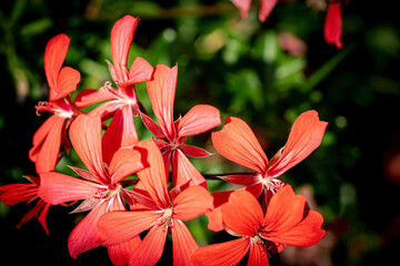 Geranienblüten