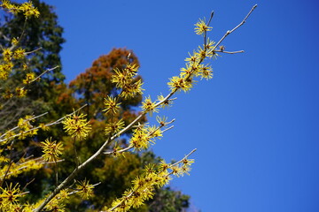 yellow leaves against blue sky