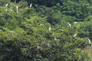 Egrets on the  tree