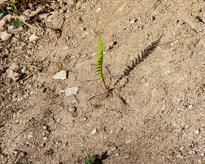 Farnblatt und sein Schatten