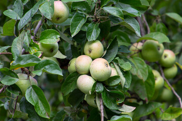 close up of green apples in a apple tree