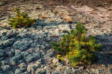 Pines in the sands of woodland in the morning sun