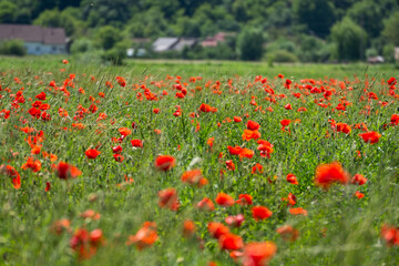 Field with poppies in Cristur, sunrise
  and fog, Sieu, Bistrita, Romania, 2020