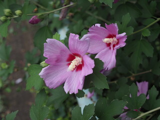 自然にある風景