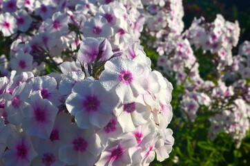 White Phlox with pink center (Phlox paniculata) in the garden
, close-up. White flowers with raindrops, White Phlox flowers with red eye
