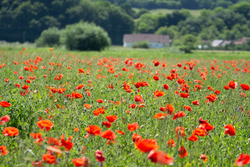 Field with poppies in Cristur, sunrise
  and fog, Sieu, Bistrita, Romania, 2020