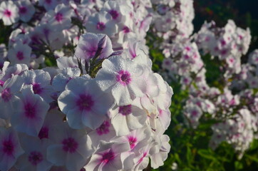 White Phlox with pink center (Phlox paniculata) in the garden
, close-up. White flowers with raindrops, White Phlox flowers with red eye
