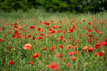 Field with poppies in Cristur, sunrise
  and fog, Sieu, Bistrita, Romania, 2020