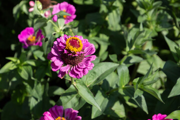 Obraz premium Close up of a purple flower of zinnia, also called Zinnia elegans