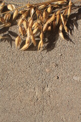 sidewalk in the yard