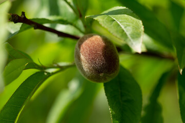 fresh peaches in the garden