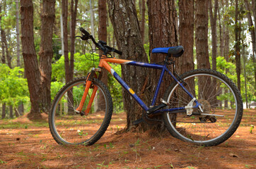 Fototapeta na wymiar Bicycles placed near the tree.