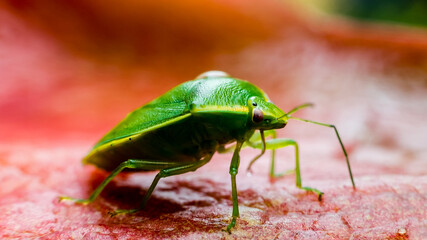 Obraz premium A green vegetable bug found on leaf
