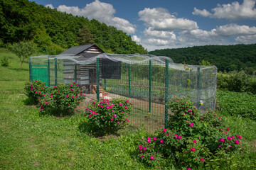 red peonies and chicken cage in Bretea, Romania