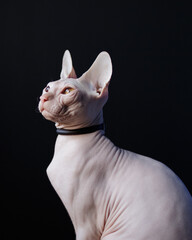 Young sphynx cat in a black collar on a black background