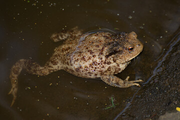 big frog near a lake in Romania, Bretea,2020