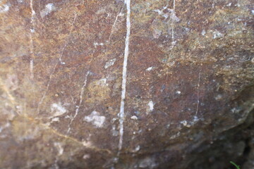 sidewalk in the yard