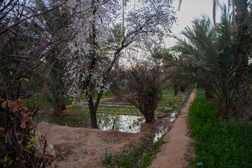 Fototapeta premium Oasis in Merzouga
