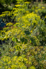 Growing umbrellas of fragrant dill. Dill flower and garden herbs. Selective focus