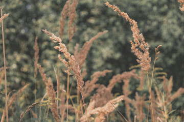 Fototapeta premium Golden dry grass in autumn in the sun. Autumn landscape in neutral trend colors. Abstract natural background.