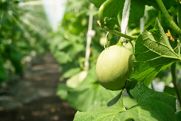 A young cantaloupe in the garden