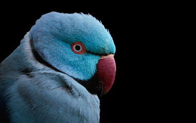 Close-up of a blue Ringneck parakeet (Psittacula krameri) isolated on black background and copy space