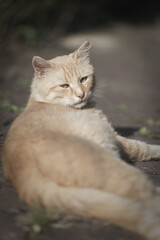 Domestic cat portrait. Ginger cat animal. Blurry background with Selective focus