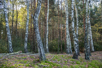 Obraz premium Birch trunks in the autumn forest. Selective focus. Blurred background.