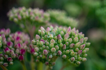 close up of a flower
