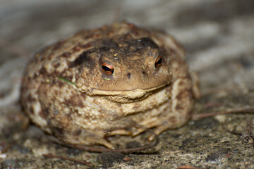big frog near a lake in Romania, Bretea
