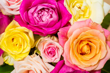Floral background of soft colored roses