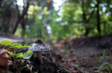 Wild forest mushroom on a blurred background.