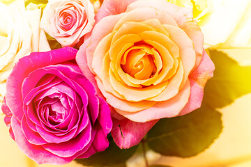 Floral background of soft colored roses. Close up