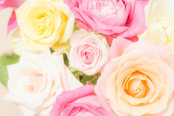 Dreamy floral background of soft colored roses