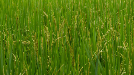 Naklejka premium Green rice trees in the fields are naturally beautiful.