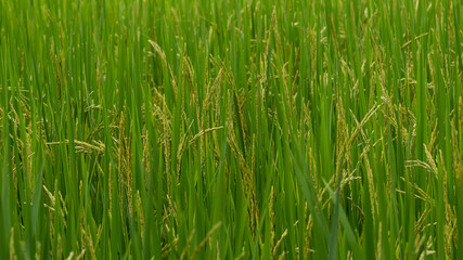 Fototapeta na wymiar Green rice trees in the fields are naturally beautiful.