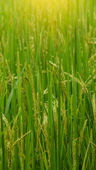 Fototapeta na wymiar Green rice trees in the fields from Asia.