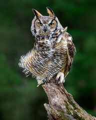 A Great Horned Owl perches during a gust of wind 