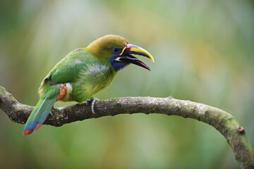 Emerald toucanet with open beak perches on branch in forest