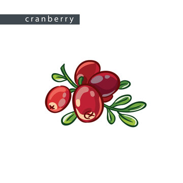 sketch_cranberry_a_branch