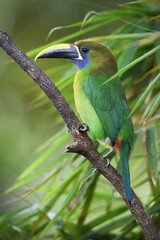 Emerald toucanet perches on branch in forest