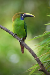Emerald toucanet perches on branch in forest
