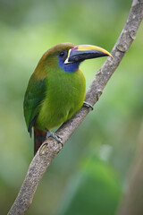Emerald toucanet perches on branch in forest